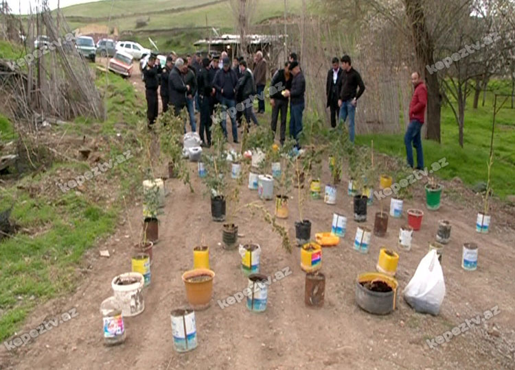 rayonda-narkoplantasiya-askar-edildi-